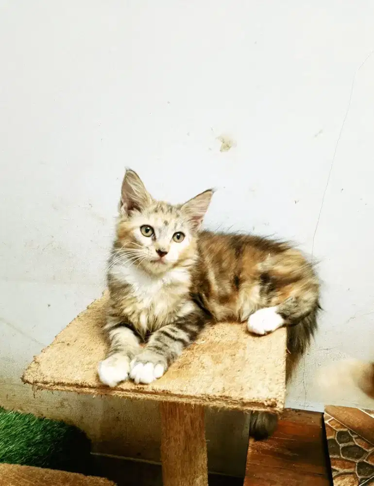 Kitten MaineCoon Betina Pure. Induk ped Cfa Maine Coon