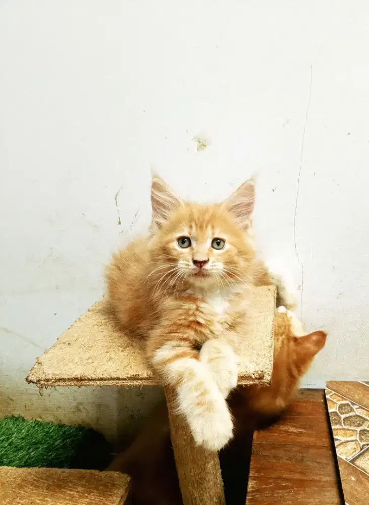 Kitten Jantan MaineCoon Pure No mix. Garansi
