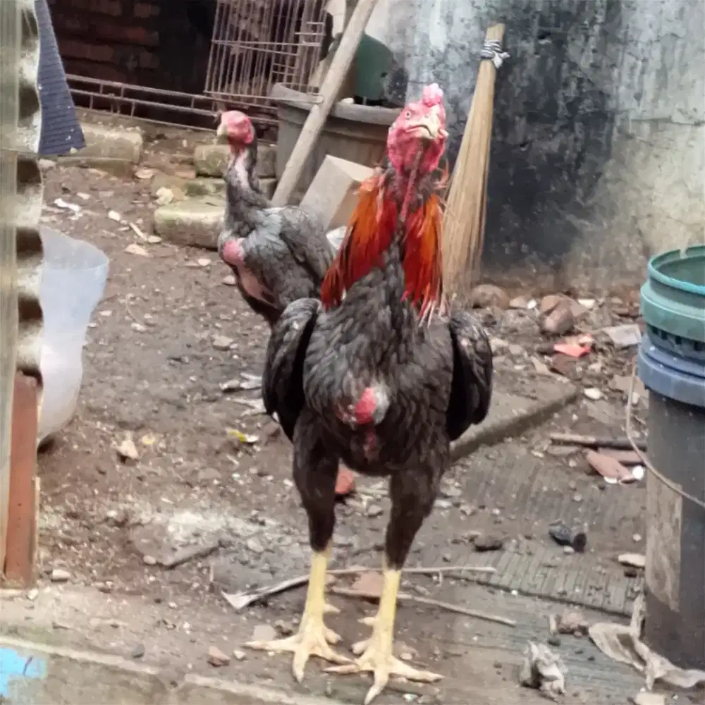 Ayam Bangkok sepasang sudah nelor