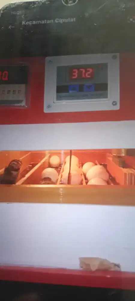 Mesin tetas telur full otomatis
