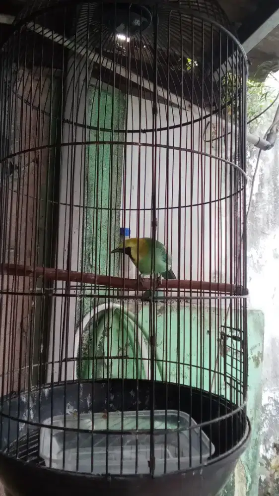 Cak Ranting Jawa burja