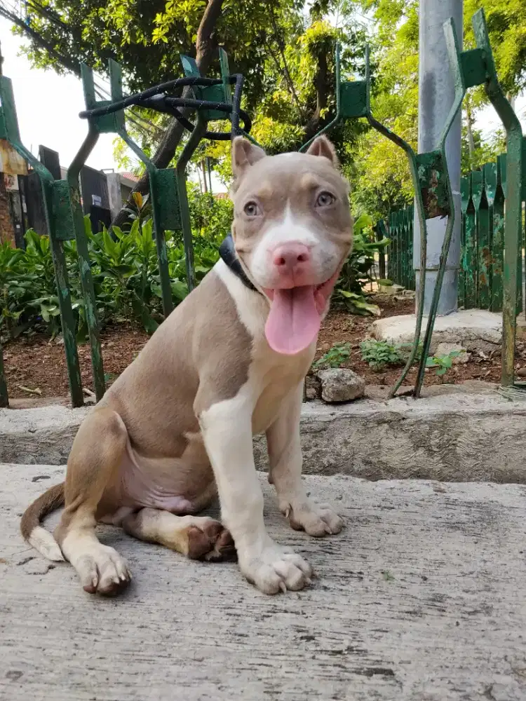 Puppies pitbull lilac tan