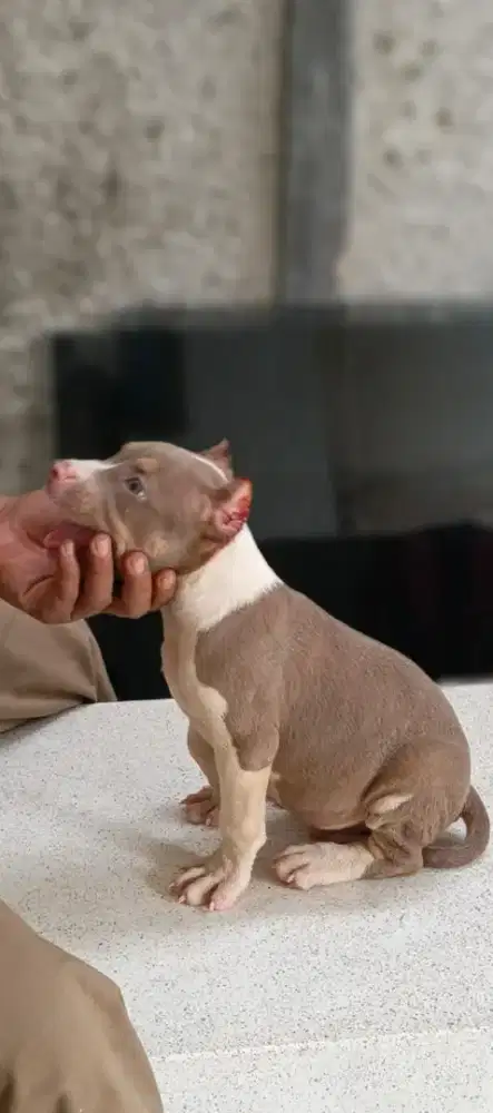 Puppies pitbull friendly