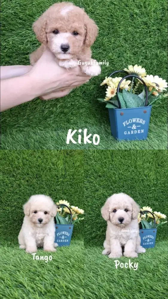 POODLE MIX BICHON