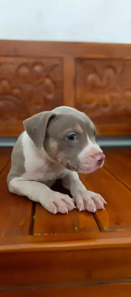 Anjing pitbull anakan pure