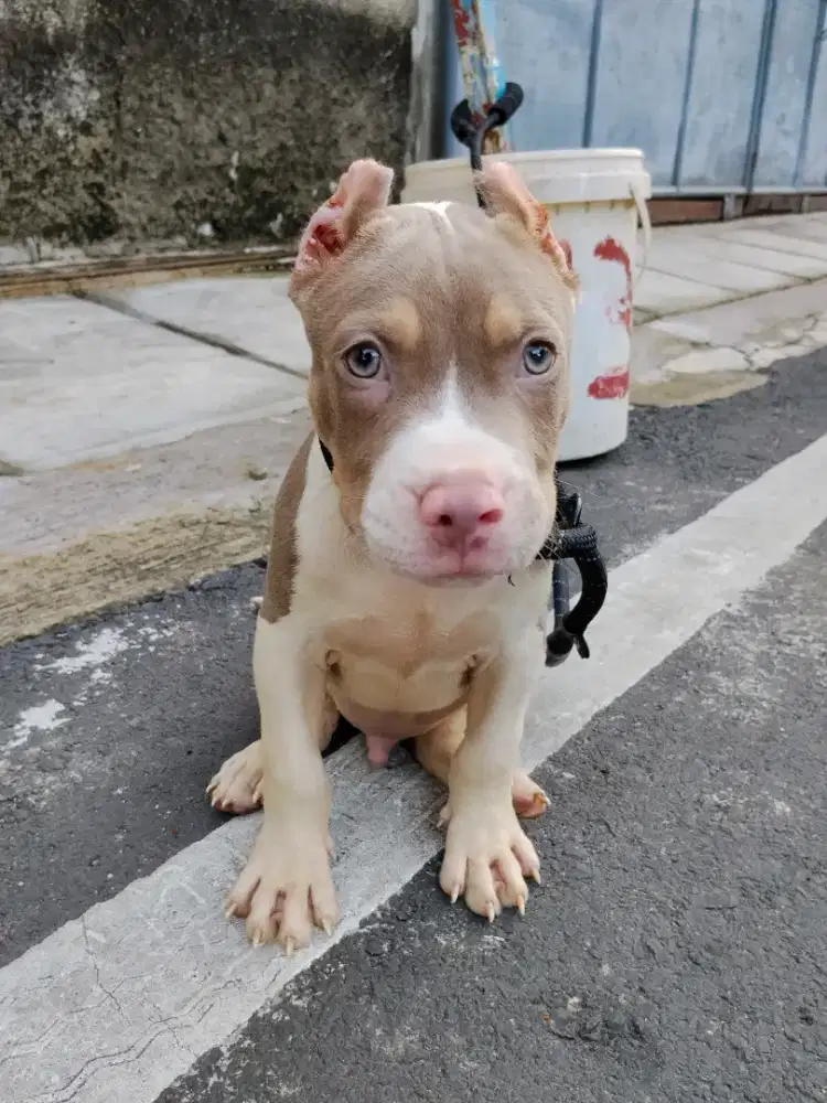Anak anjing pitbull pure 3 bulan