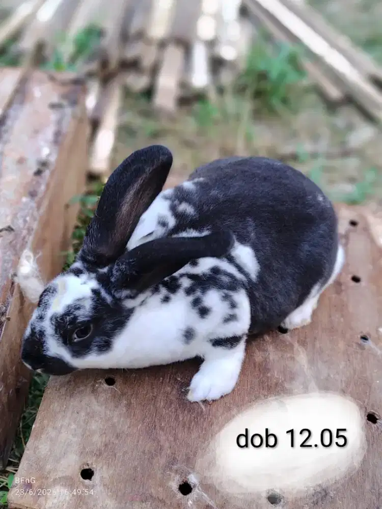 Sapihan kelinci Rex jantan