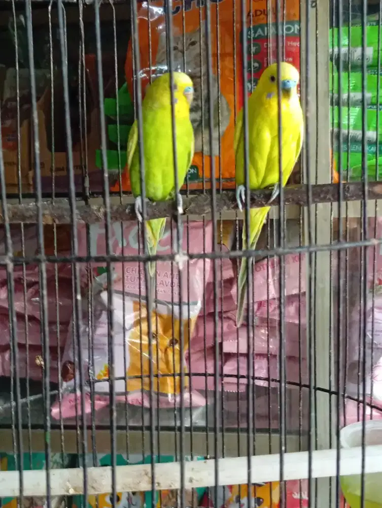 Buruan parkit sepasang