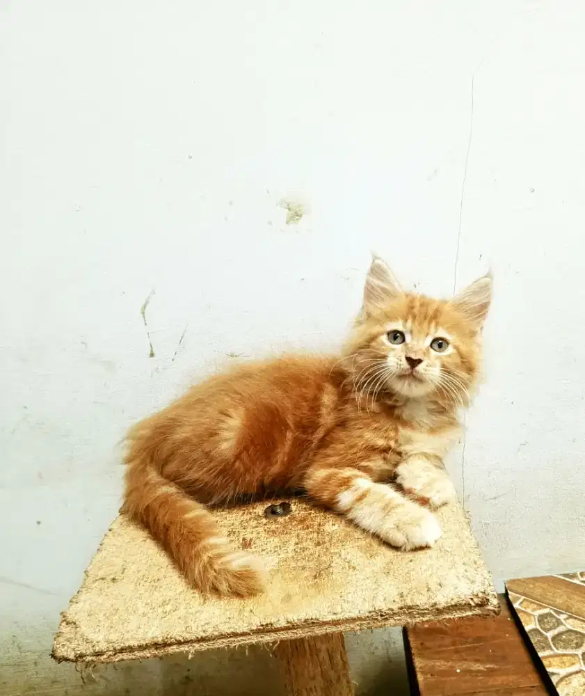 Kitten MaineCoon Jantan Pure No mix. Induk ped Cfa Maine Coon