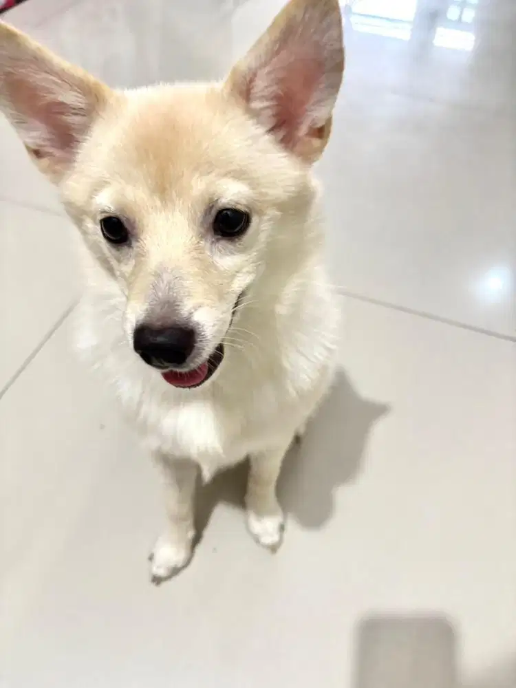 Pomerian mix Cream Female