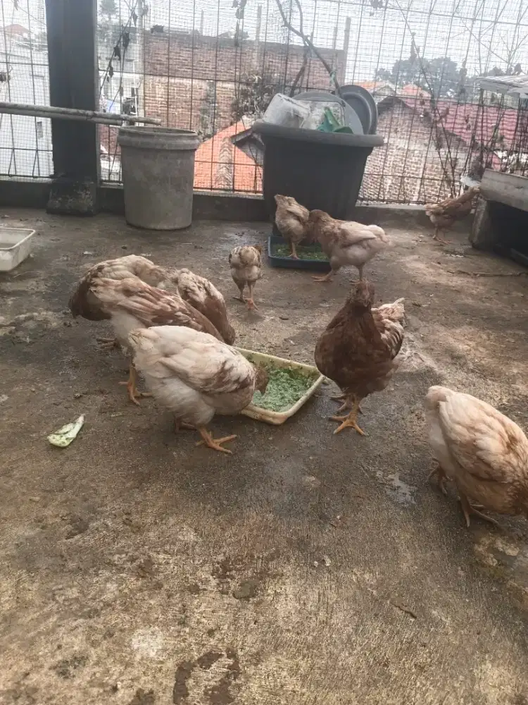 Ayam petelur umur 2bulan 10 ekor