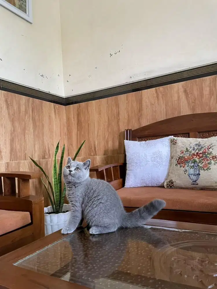 BSH Blue Jantan