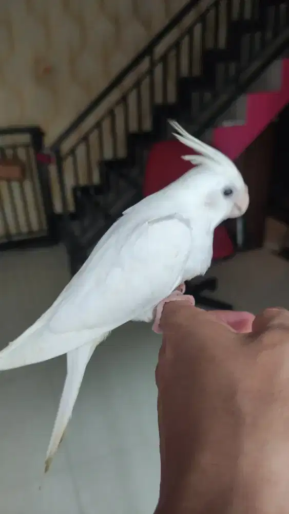 Falk Albino Jinak