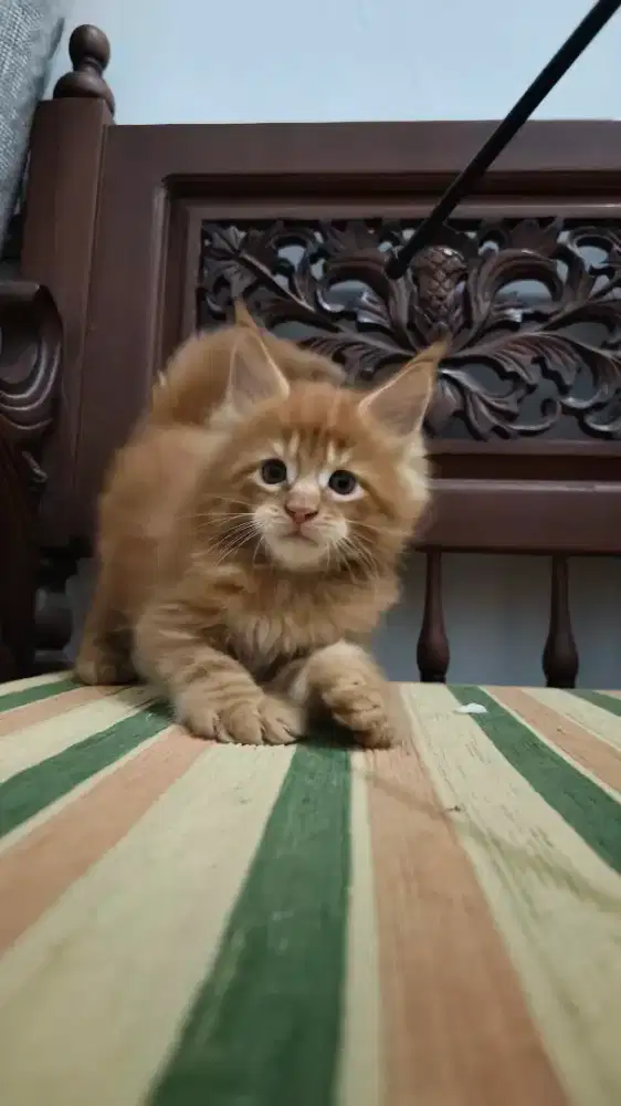 Kucing Kitten Betina Mainecoon pure Maine coon Nonped