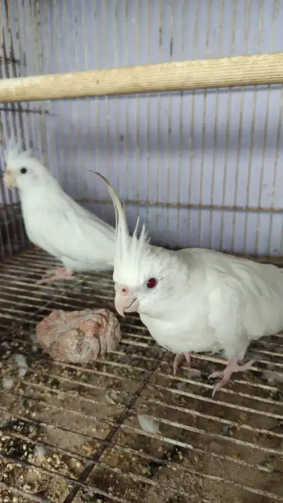 Falk albino sepasang Indukan