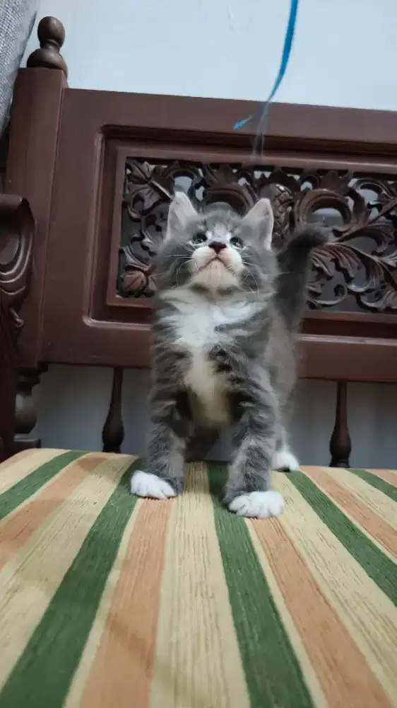 Lepas Adopt Kucing Mainecoon pure betina Nonped