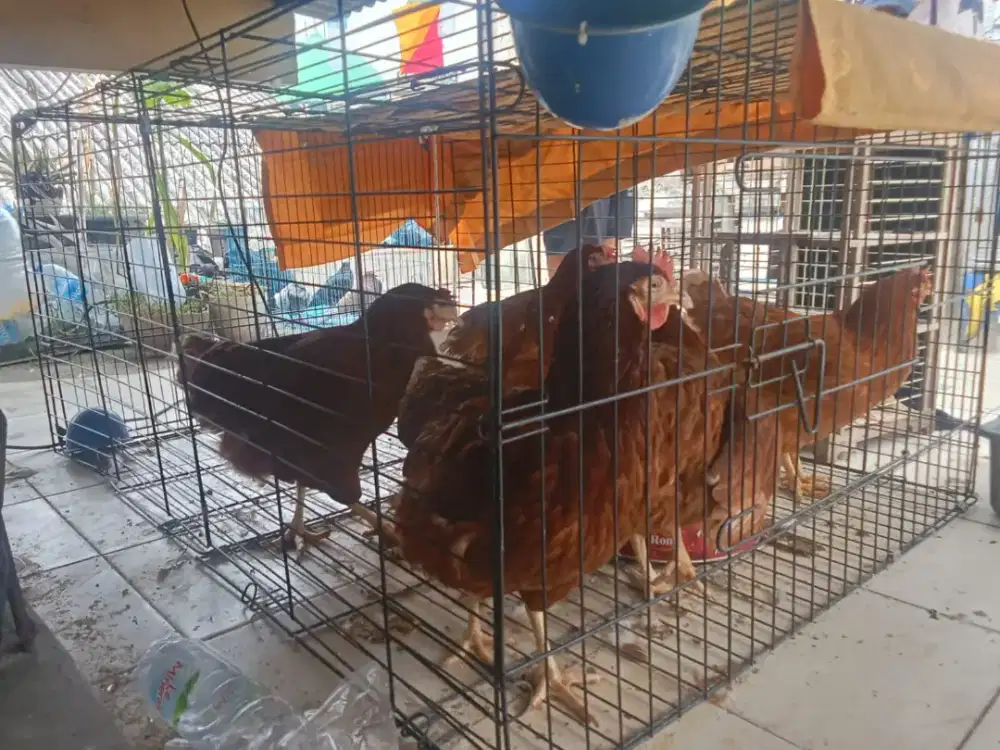 ayam telor dewasa