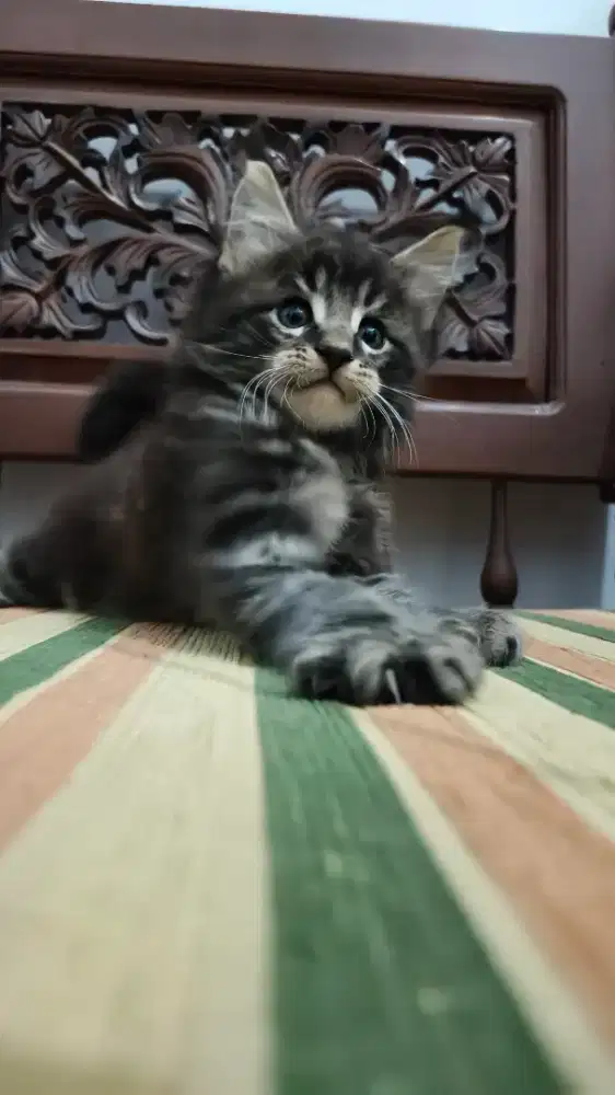 Lepas Adopt Kucing Mainecoon pure Jantan Nonped