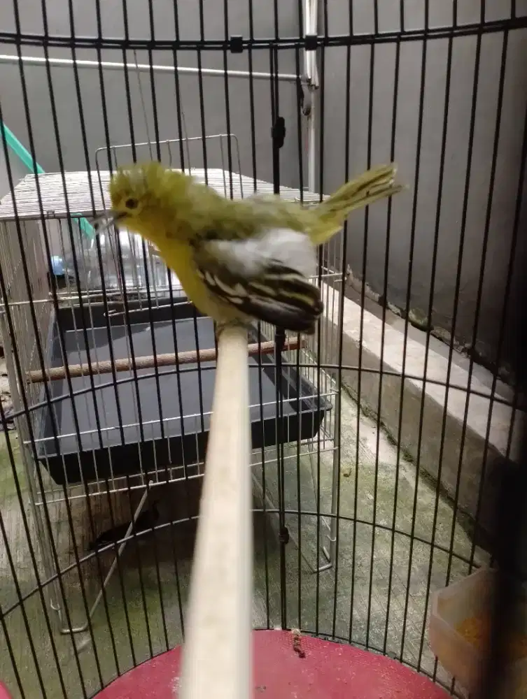 Jual burung cipow gacorr dor