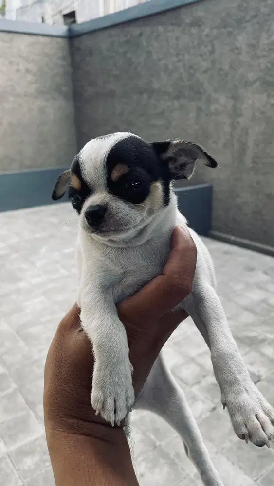 chihuahua jantan