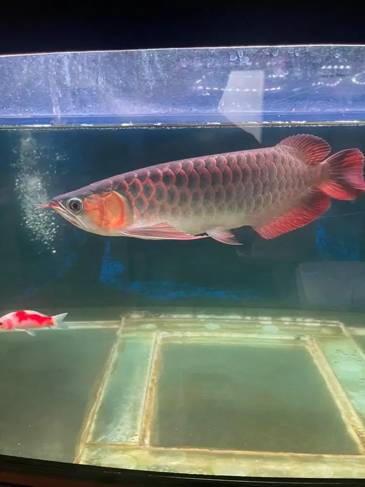 Arowana arwana 35 cm pala nyendok ring tebal level atas sehat lincah