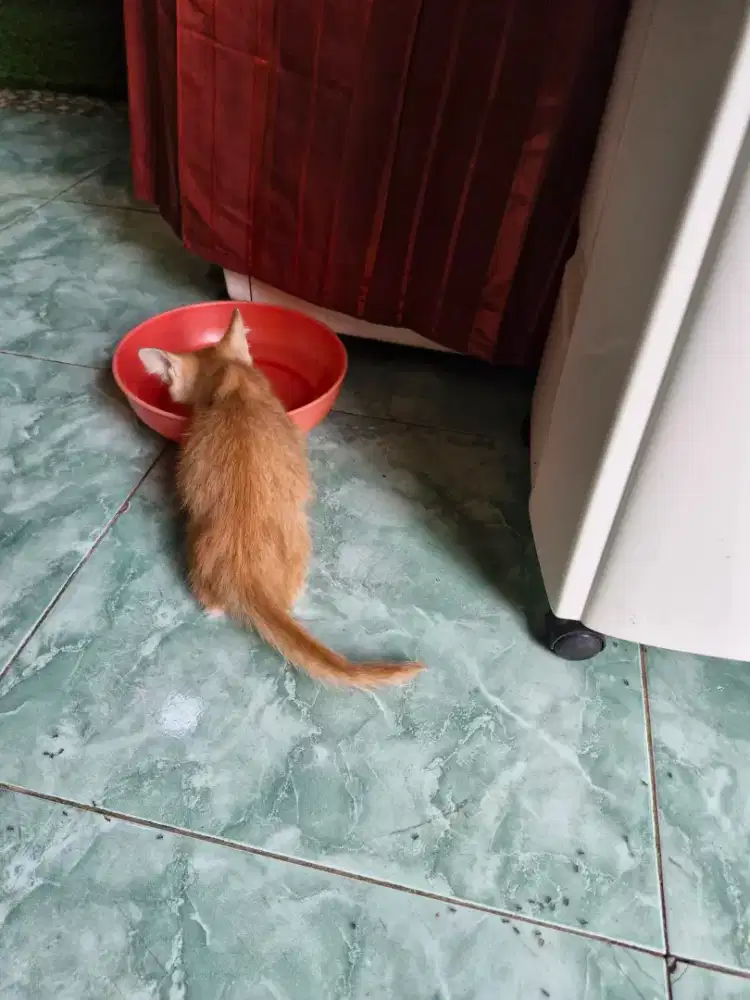 Kitten Persia Mix