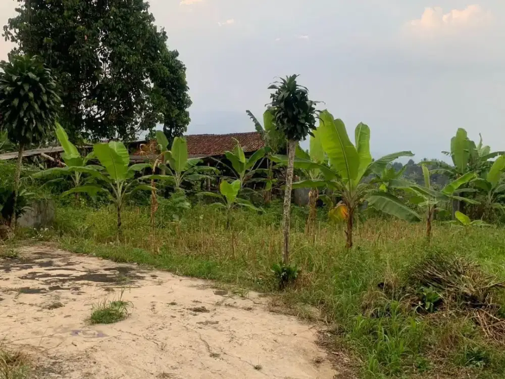 Dijual Kavling Perkebunan di Blok Cipasung Sukabumi