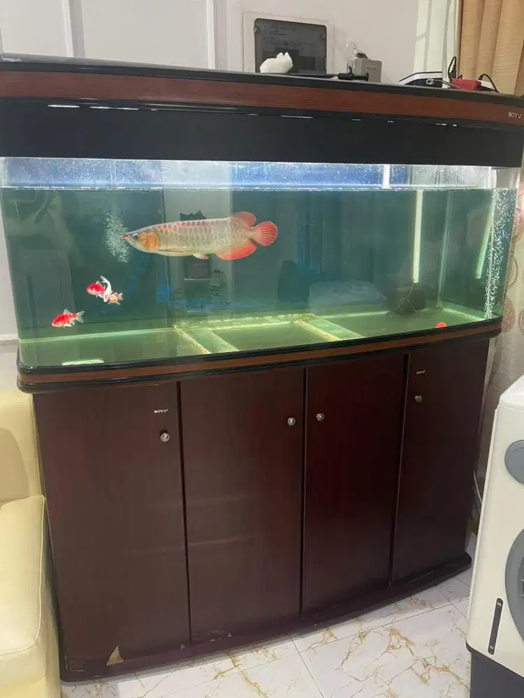 Boyu aquarium akuarium 150 cm murah