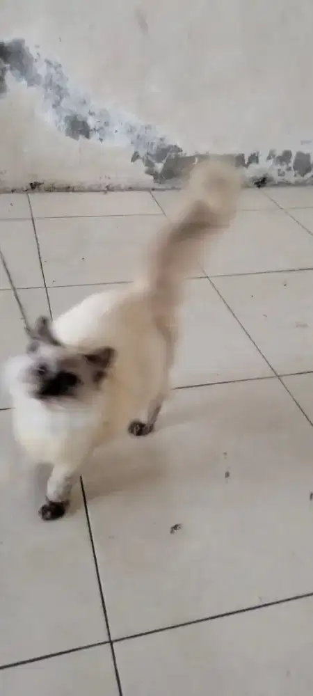 Kucing Persia Himalaya