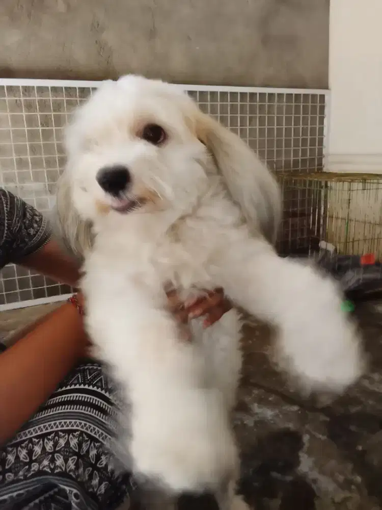 Anjing Shitzu Jantan