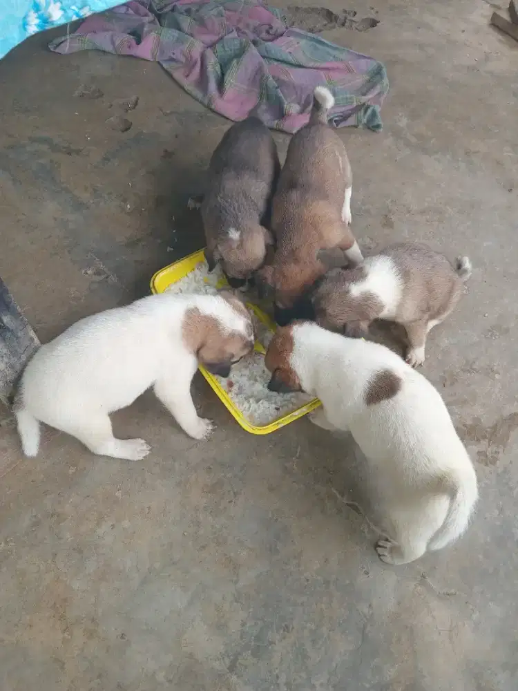 Anak Anjing Usia 2 Bulanan Kuat Makan Sehat Anjing Kampung Campuran