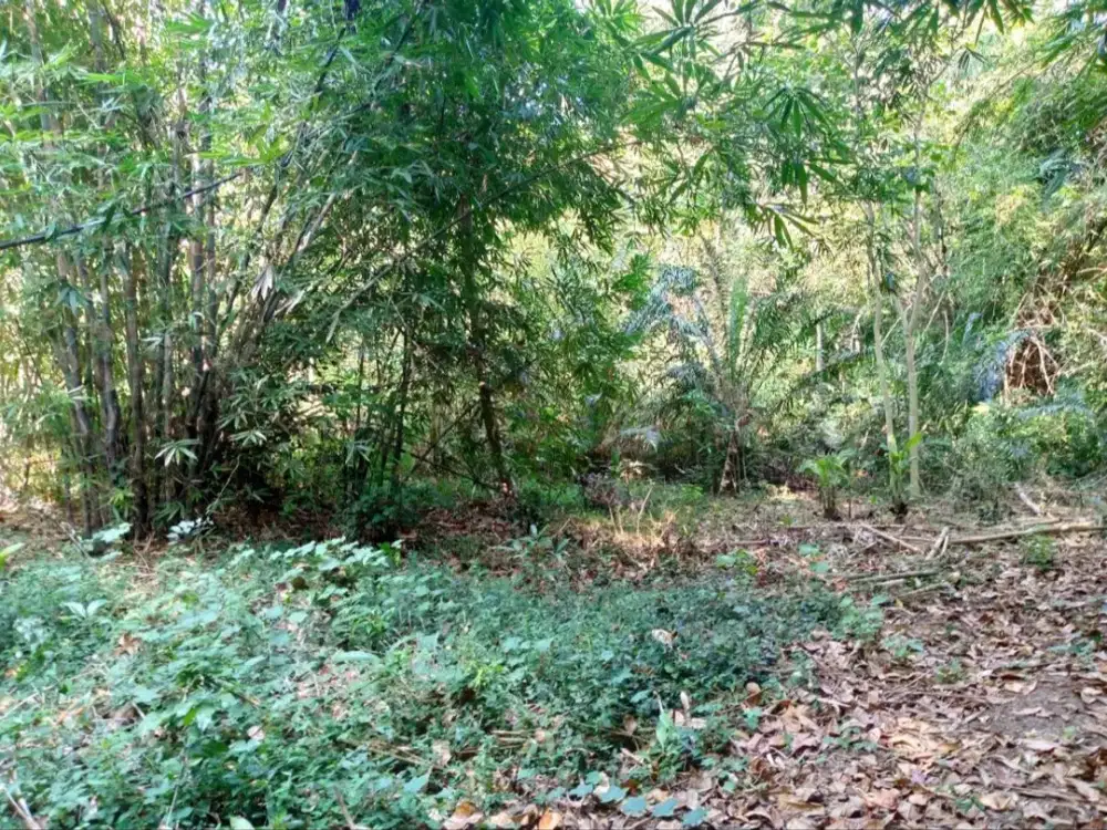Jual Murah Tanah Pekarangan Siap Kavling di Bantul, Harga 510 juta  Nego Sampai Jadi