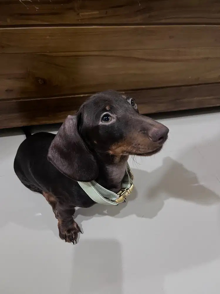 anakan anjing tekel/daschund