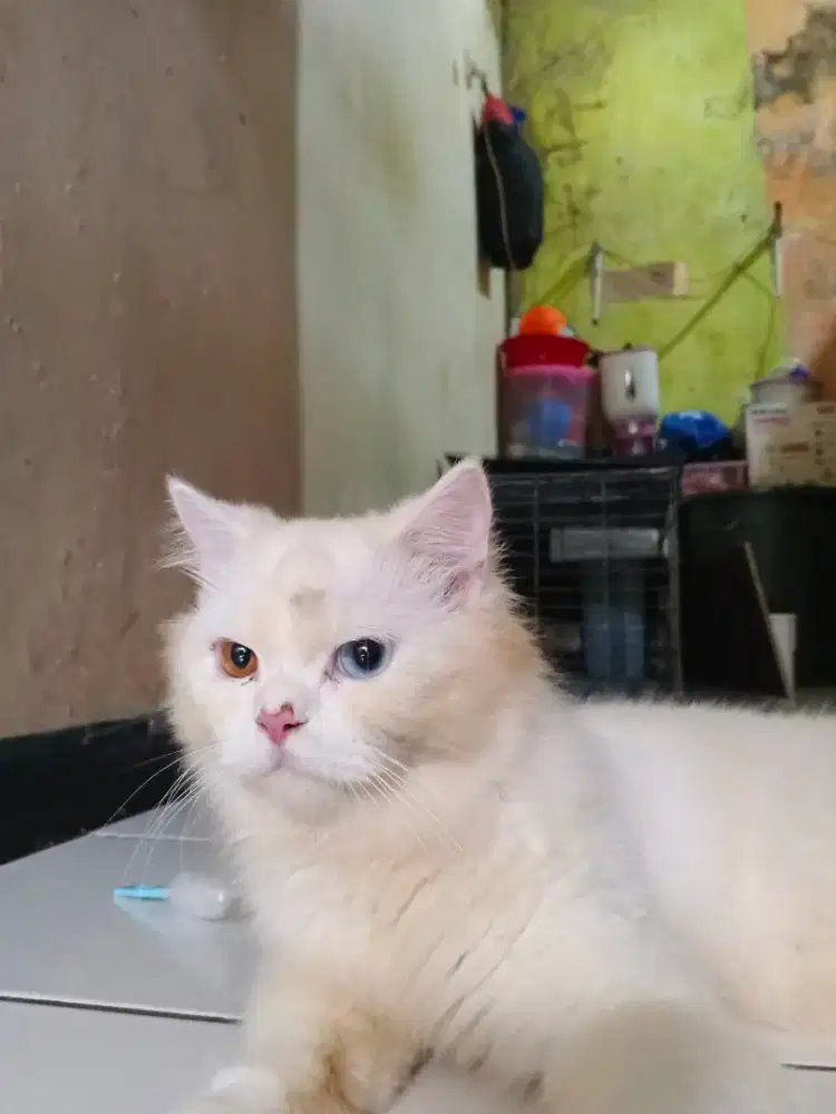 Kucing Persia dewasa
