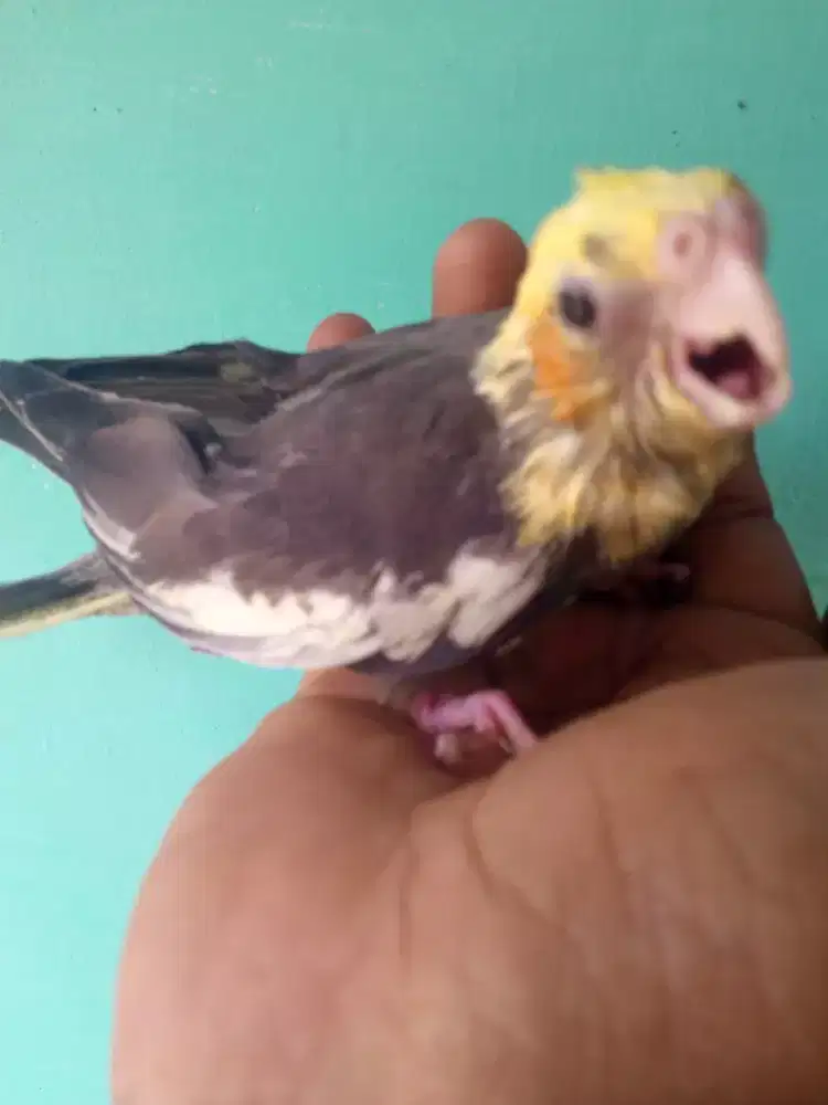 Seekor burung falk jinak loloh