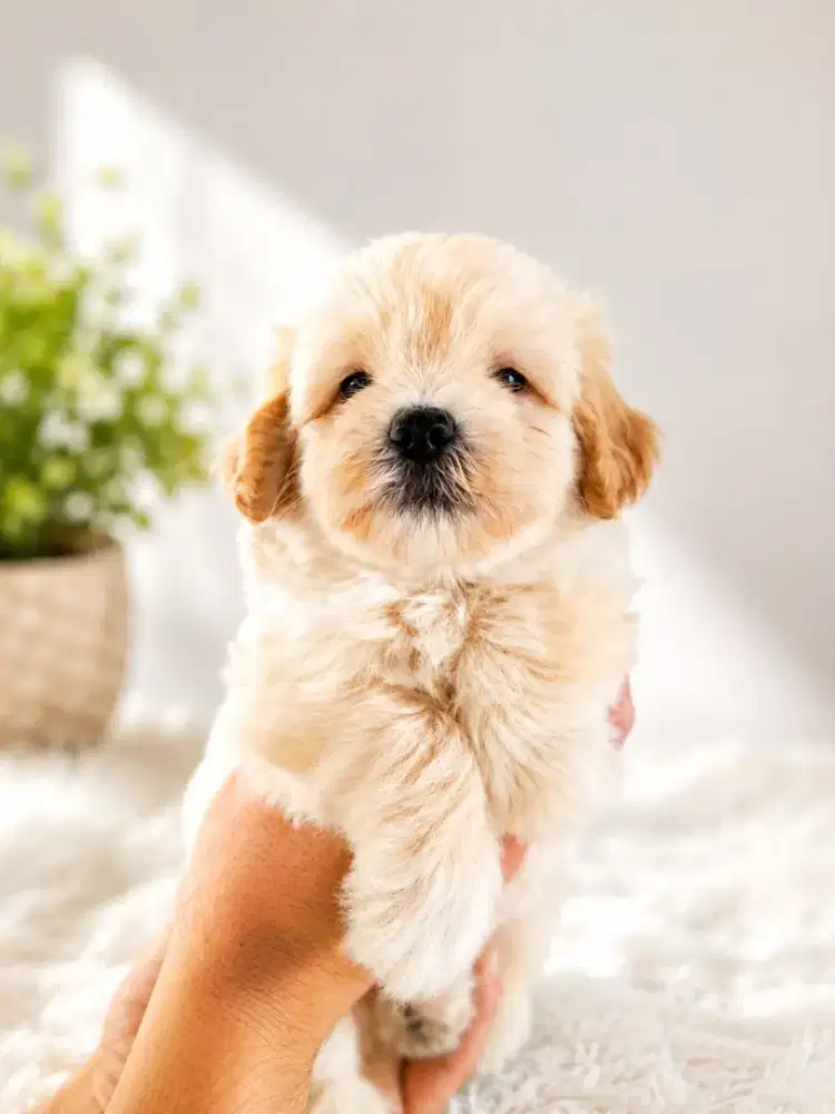 Maltipoo Apricot Missmark super lucu gembul kaki pendek