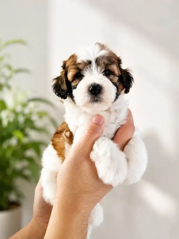 Super Langka Maltipoo party color motif Sapi lucu bulu lebat