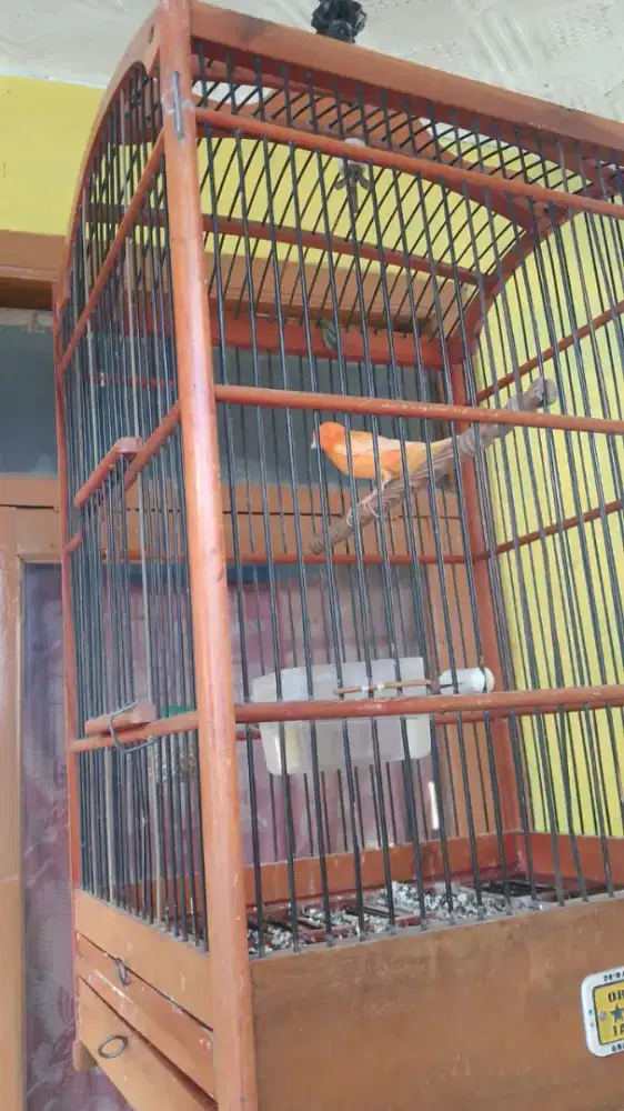 Burung kenari fullset