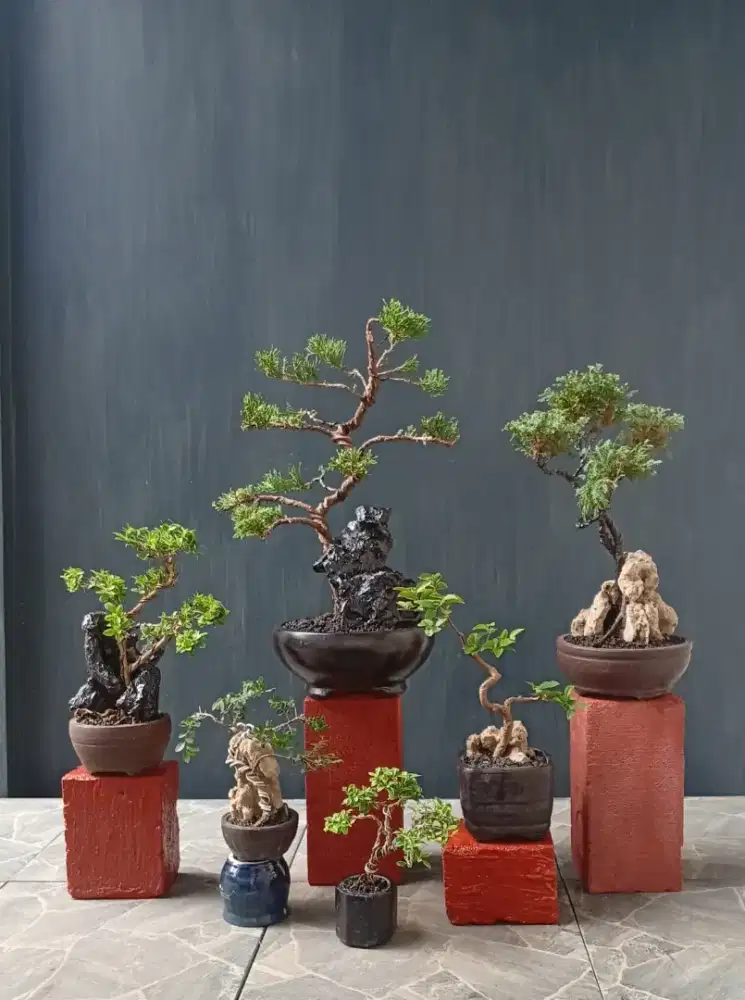 Mini bonsai antik borongan