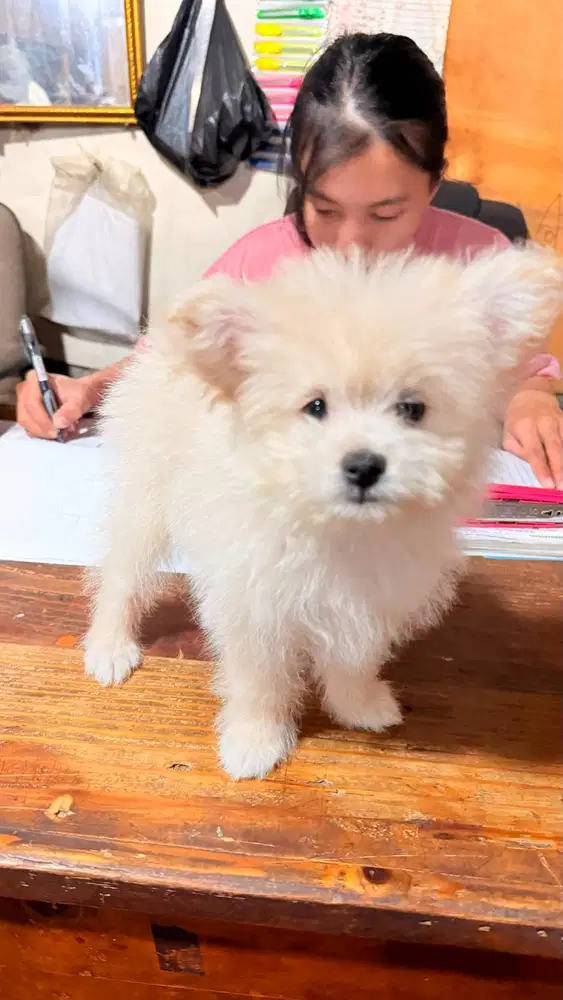 MiniPom Pomeranian