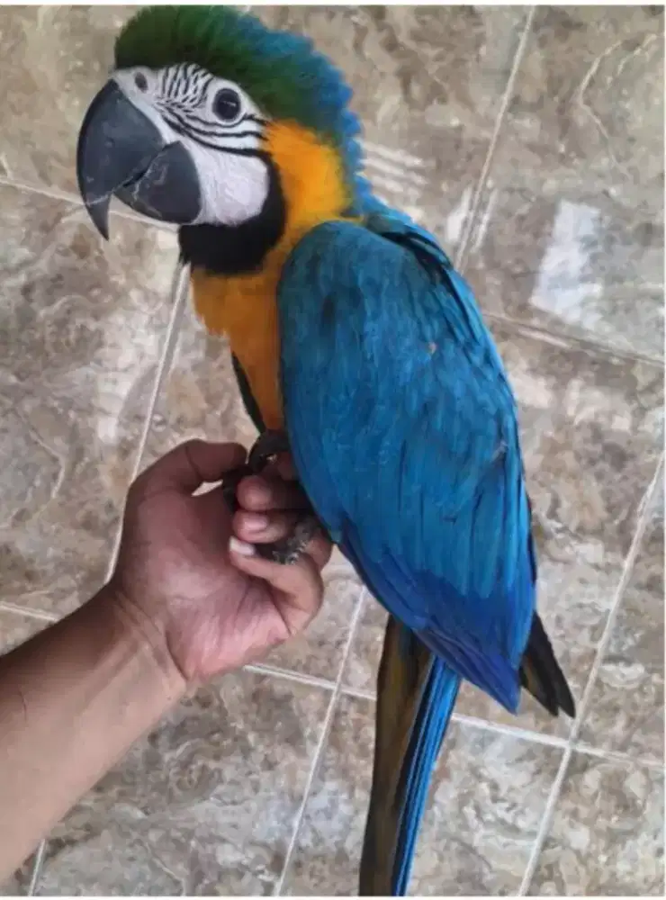 Blue and gold parrot