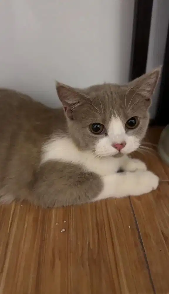 Kucing British Shorthair