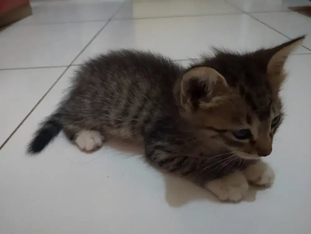 Open adopsi kucing sehat domestik