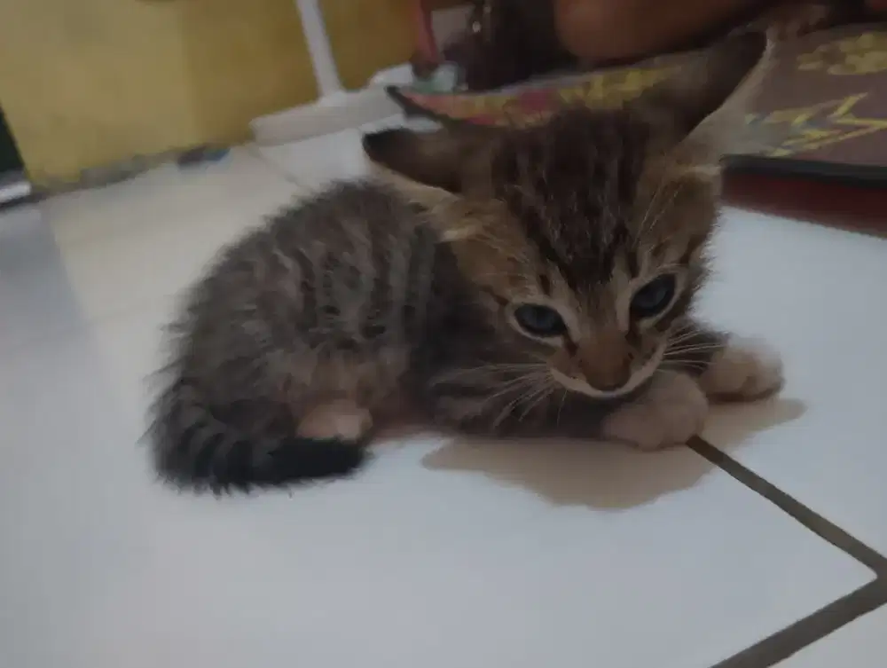 Open adopsi kucing domestik