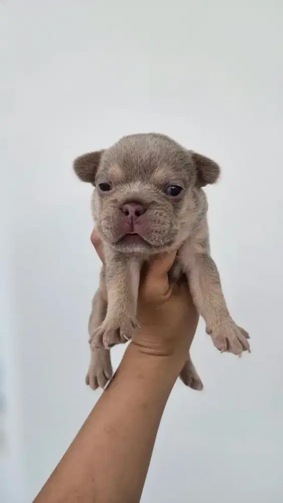 French bulldog frenchie new shade isabella tan