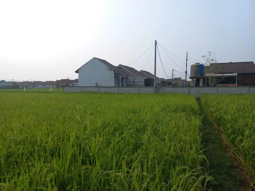 BU Dijual cepat tanah sawah, berbatasan dengan perumahan