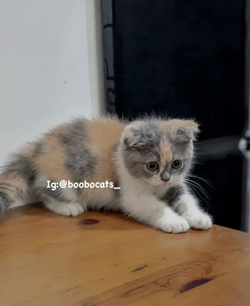 Kucing Scottish Fold Calico Delute