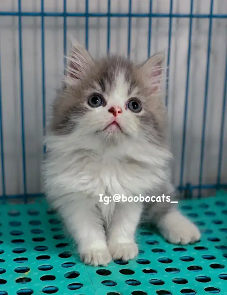 kucing Persia Longhair NS