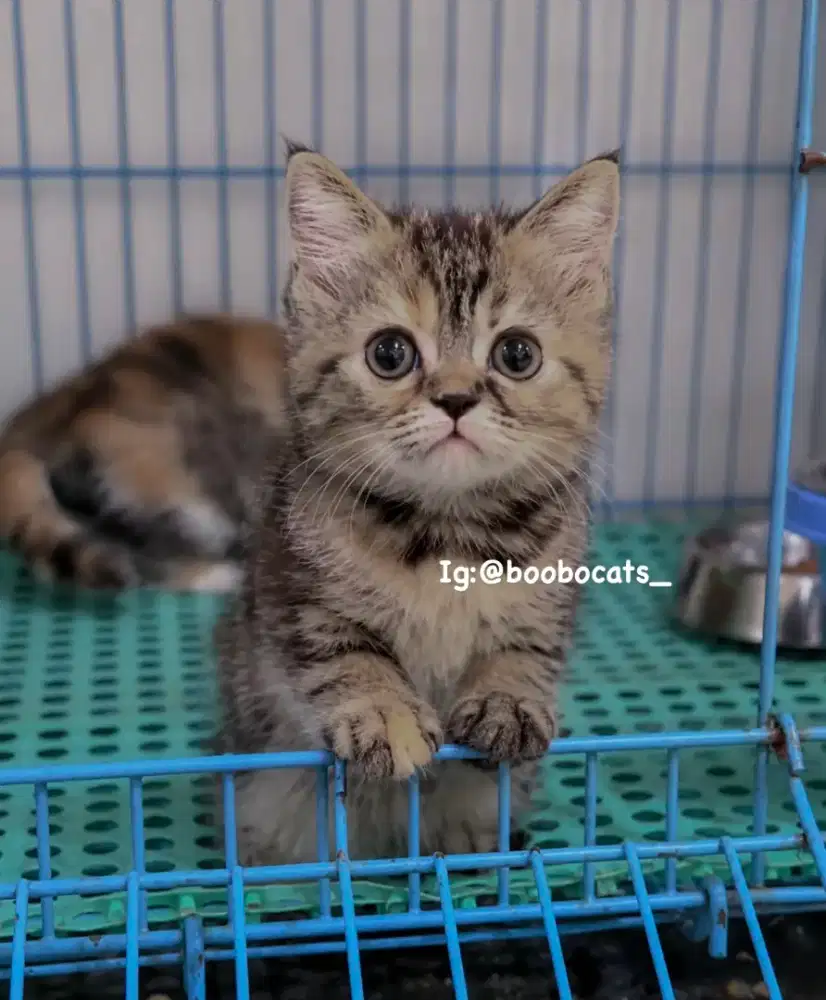 Kucing Shorthair Tabby NS