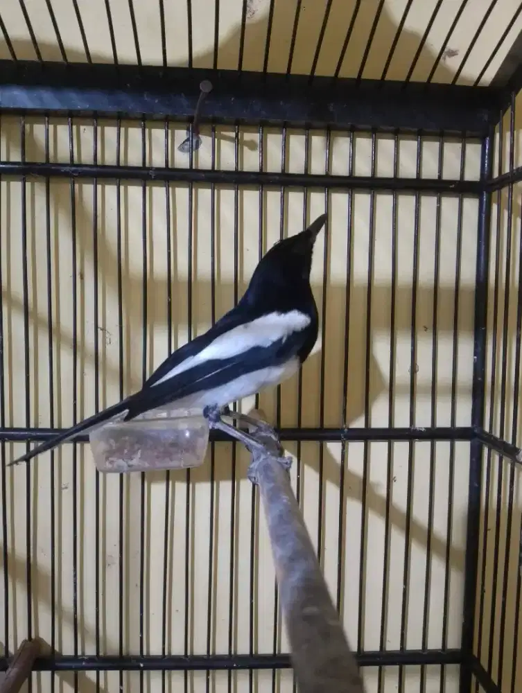 Jual burung kacerr gacorr